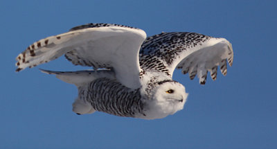 Snowy Owl in Flight 9003