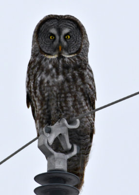 Great Grey Owl on a Wire 9800