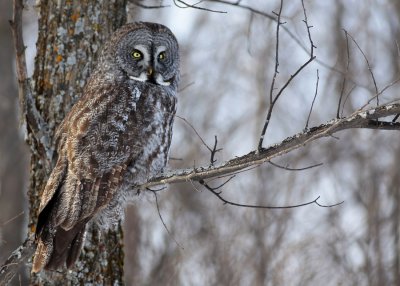 Great Grey Owl 9979