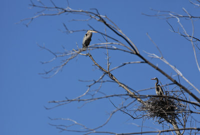 Heron Pair 0469.jpg