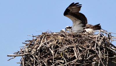 Osprey Sequence 2