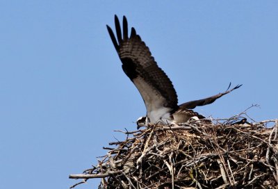 Osprey Sequence 3