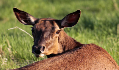 Elk on Alert 0757.jpg