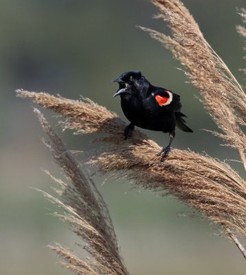 Blackbird Squawking 1252.jpg