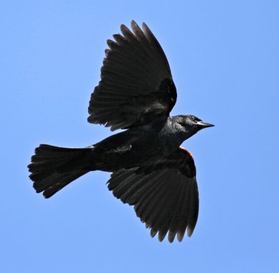 Blackbird in Flight 1243.jpg