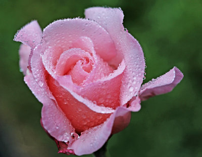 Pink Rose 1438.jpg