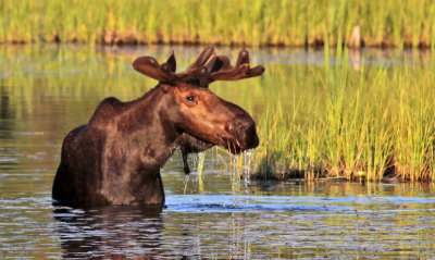 Moose Feeding 8975.jpg