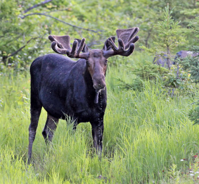 Bull Moose 9004.jpg