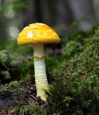Yellow Mushroom 0077.JPG