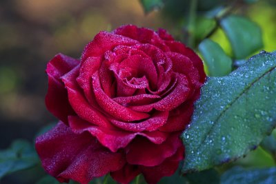 Garden Rose 0369