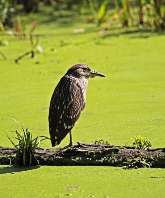 Night Heron 9758