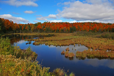 Marsh and Trees 0661.jpg