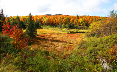 Autumn Meadow 0650.jpg