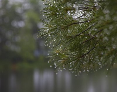 Pine Needles in Rain 0260.jpg