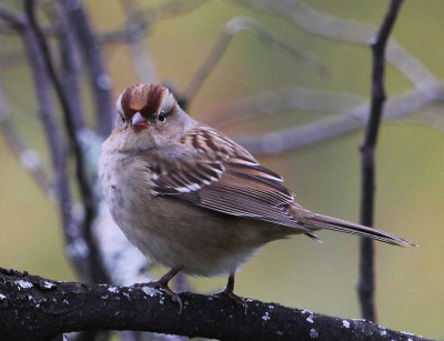 Sparrow 0024.jpg