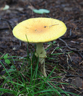 Yellow Mushroom 0588.jpg