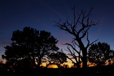 Sunset and the Bare Tree 2004.jpg