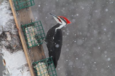 Pileated Woodpecker Male 1036.jpg