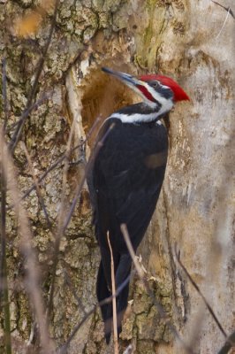 Pileated Woodpecker 6745