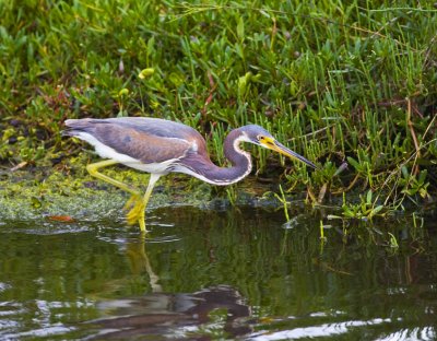 Tricolor Heron 7505.jpg