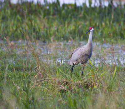 Sandhill Crane 7212.jpg