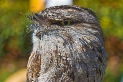 Frogmouth 6811