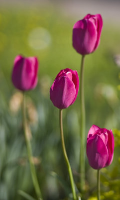 Red Tulips 8583.jpg