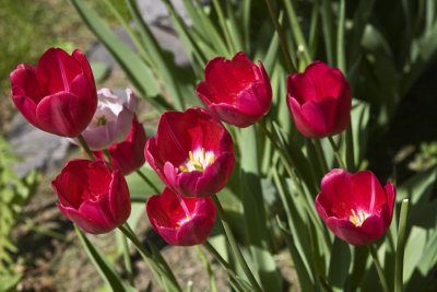 Red Tulips 8600.jpg