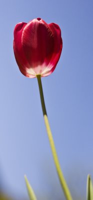 Tulip looking Up 8598.jpg