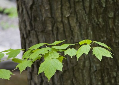 Maple leaves against a tree trunk 8753.jpg