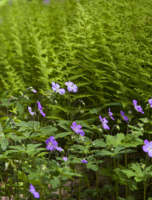 Ferns and Flowers 8906.jpg