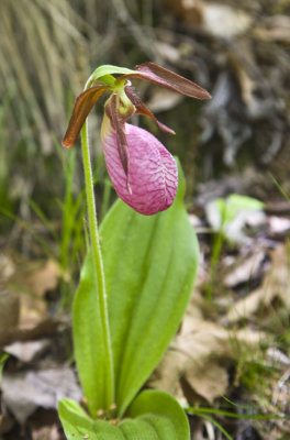 Ladys Slipper 8923.jpg