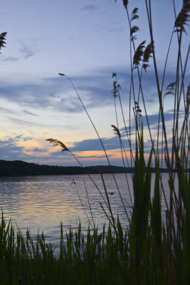 Elephant Grass at Dusk 9007.jpg