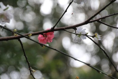 IMG_1671.jpg