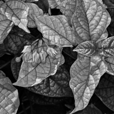 PB210161BW.jpg