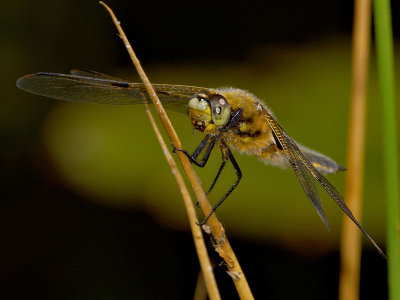 Four Spotted Libellula 5