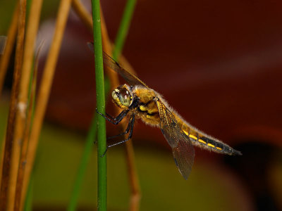 Four Spotted Libellula 4