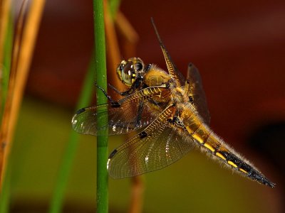 Four Spotted Libellula 3