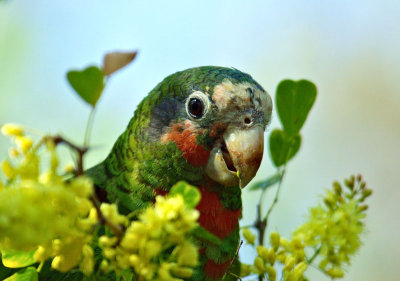 Grand Cayman Parrot