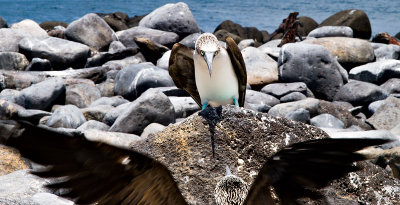 Blue-footed Booby Skirmish