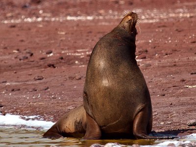 Bull Galpagos Sea Lion (Zalophus californianus) 2