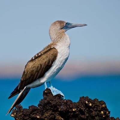 Blue-footed Booby (Sula nebouxii) 7
