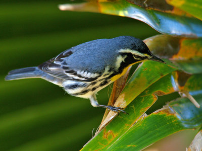 Yellow-Throated Warbler (Dendroica dominica) 3