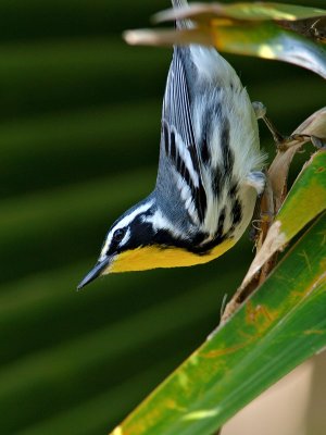 Yellow-Throated Warbler (Dendroica dominica) 2