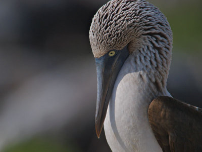 Blue-footed Booby (Sula nebouxii) 8