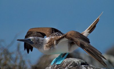 Blue-footed Booby (Sula nebouxii) 9