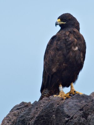 Galpagos Hawk, (Buteo galapagoensis) 2