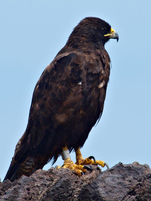 Galpagos Hawk, (Buteo galapagoensis) 1