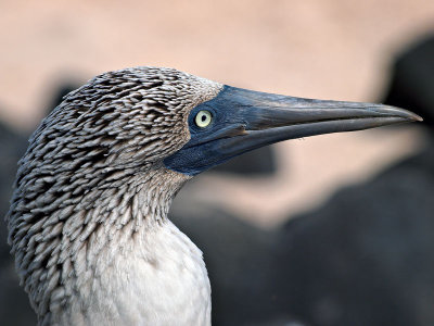 Blue-footed Booby (Sula nebouxii) 10