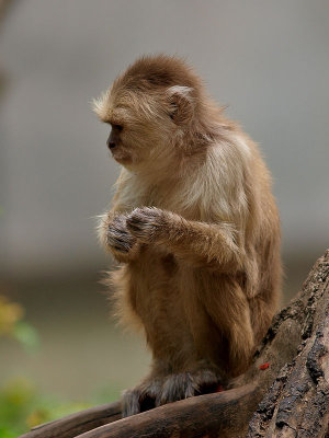 Monkeying About